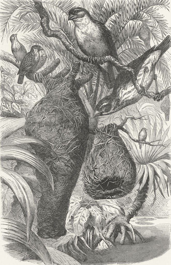 INDIA. Naturalist, NW Provinces. Weaver birds & nests 1880 old antique print